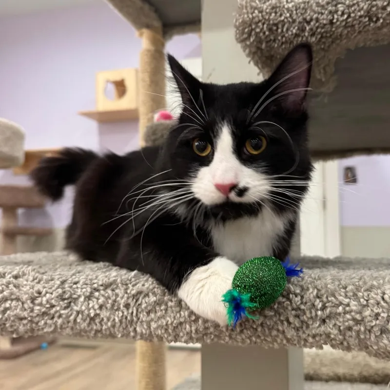 Barley thumbnail 3