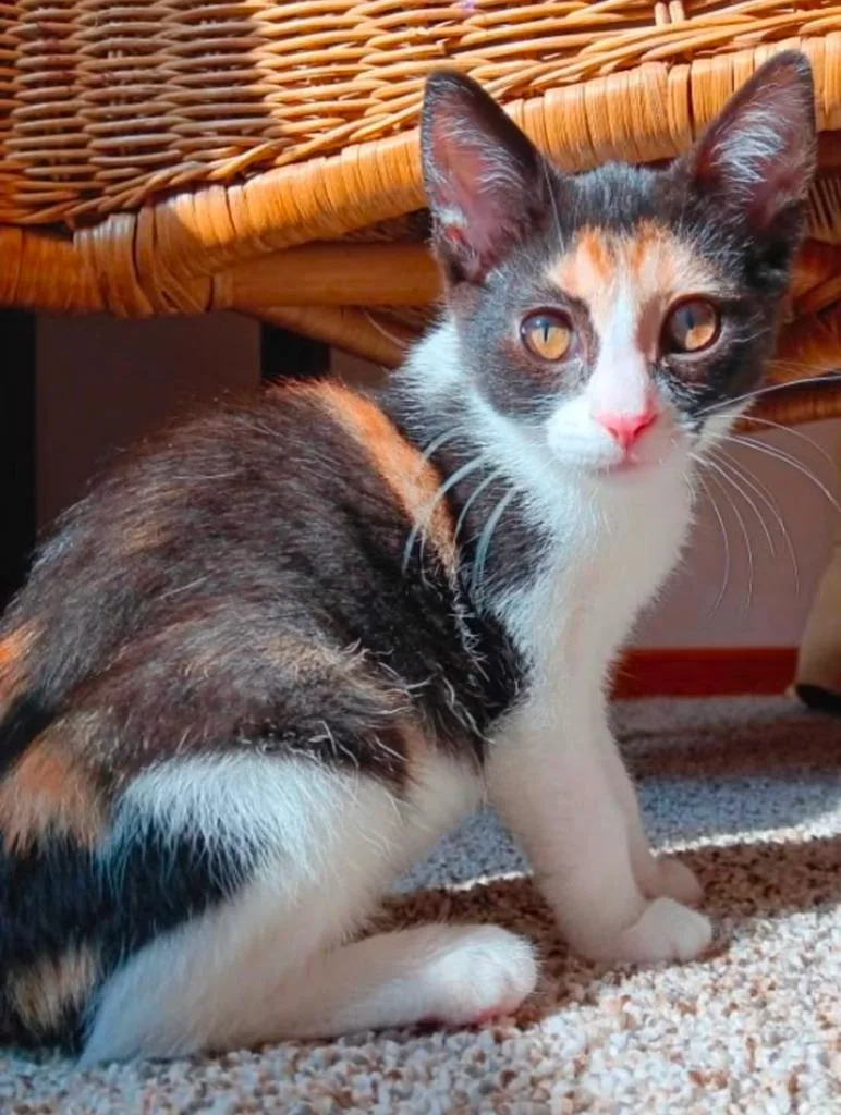 A baby medium-sized female Domestic Short Hair cat named Thelma Lou for adoption in La Porte, IN
