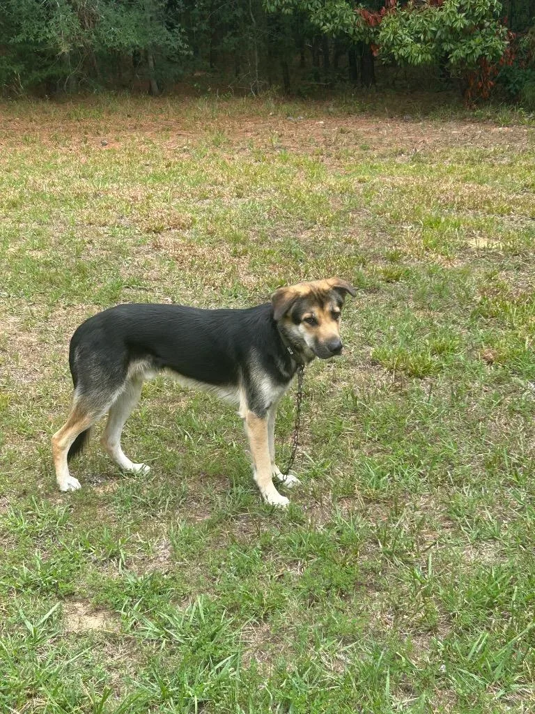 A young large-sized male Mixed Breed dog named Radar for adoption in Oxford, NC