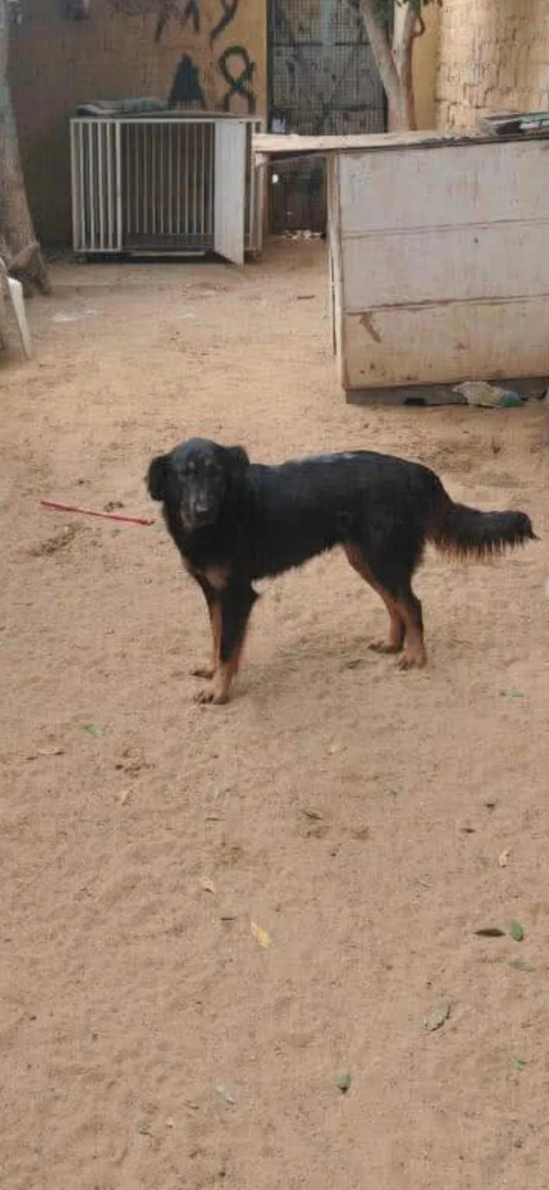 A young medium-sized female German Shepherd Dog dog named Leonie for adoption in New York, NY