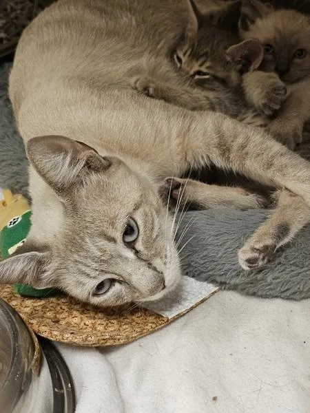 An adult small-sized female Domestic Short Hair cat named Phoebe for adoption in Kennewick, WA