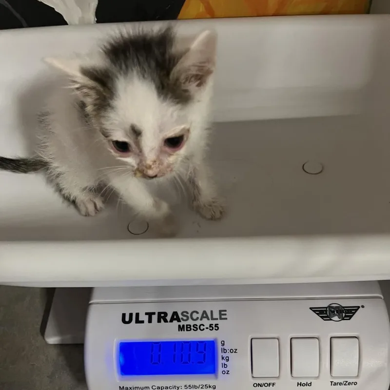 An adult small-sized male White Domestic Short Hair cat named Greer for adoption in Rochester, MN