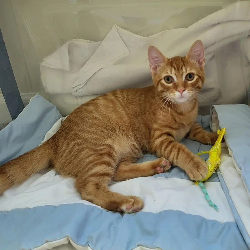 A baby medium-sized male Orange / Red Domestic Short Hair cat named Stan for adoption in Rochester, NY
