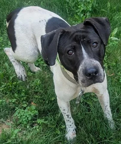 An adult medium-sized female Black and Tan Coonhound dog named Blizzard for adoption in Akron, OH