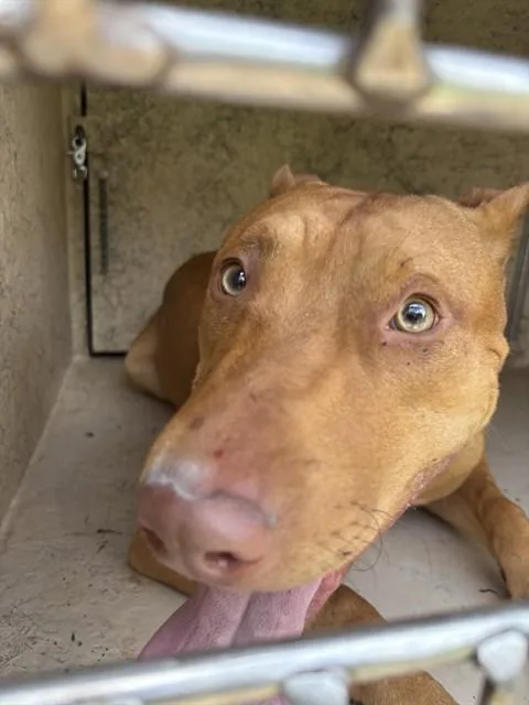A young medium-sized male Bull Terrier dog named A for adoption in Oklahoma City, OK