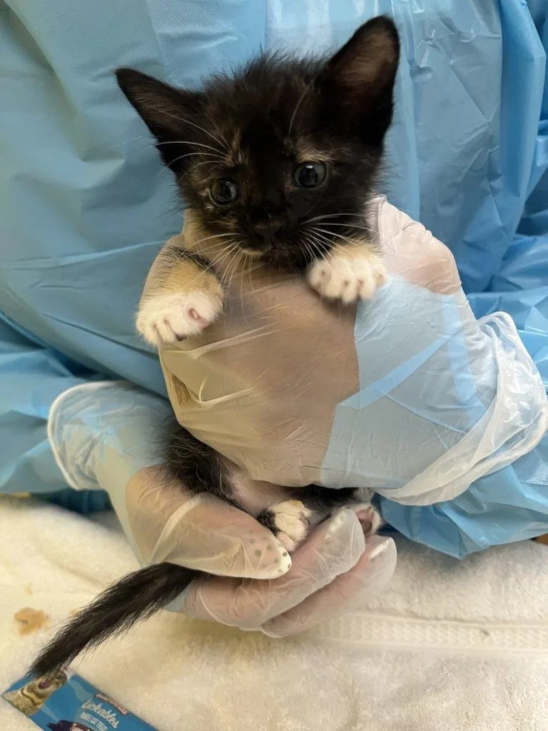 A baby small-sized female Calico Domestic Short Hair cat named Morgana for adoption in Raleigh, NC