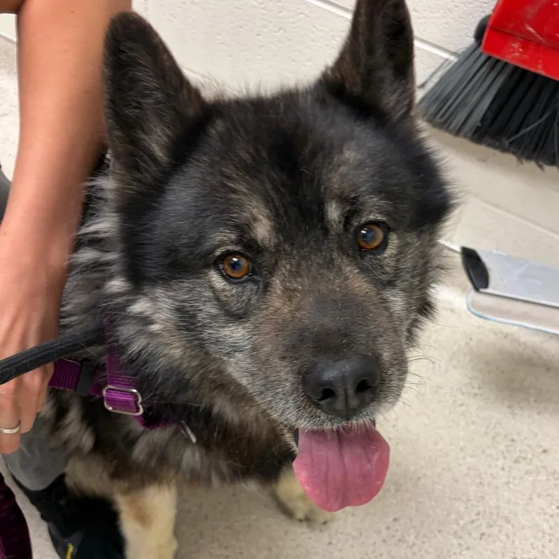 A senior large-sized male Black Husky dog named Blackjack for adoption in Murray, UT