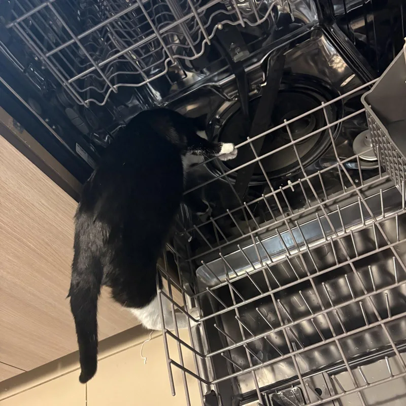 An adult medium-sized male Black & White / Tuxedo Domestic Short Hair cat named Cruz for adoption in Brooklyn, NY