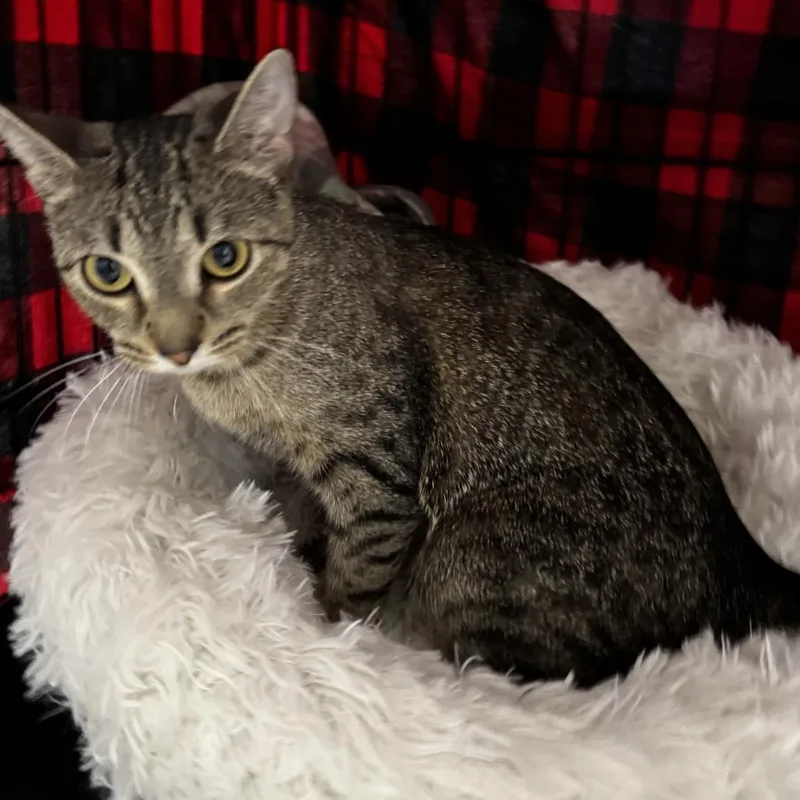 A young small-sized female Buff / Tan / Fawn Domestic Short Hair cat named Hildy for adoption in North Branford, CT