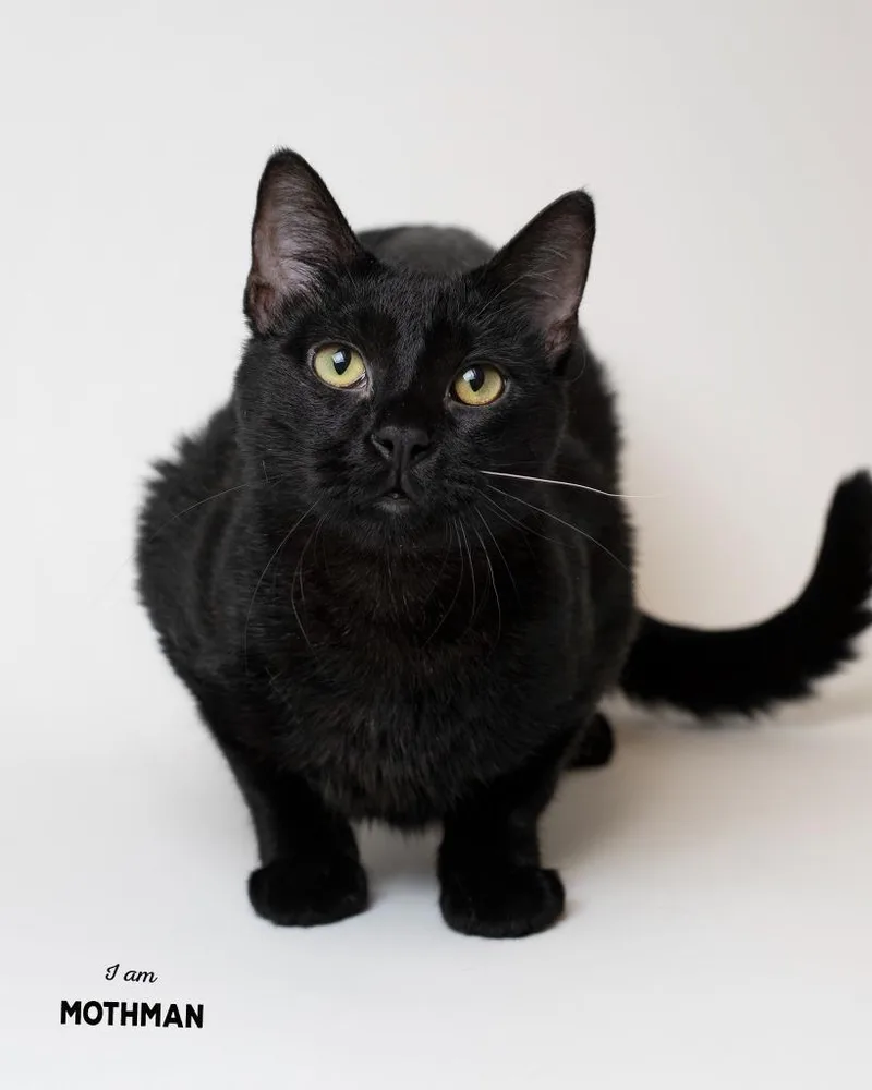 A young small-sized male Domestic Short Hair cat named Mothman for adoption in Boone, IA