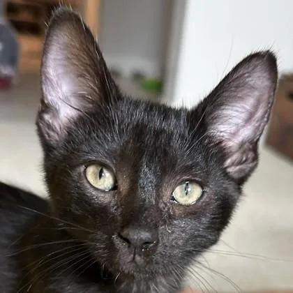 A baby medium-sized male Domestic Short Hair cat named Tom Lizard for adoption in Pleasanton, CA