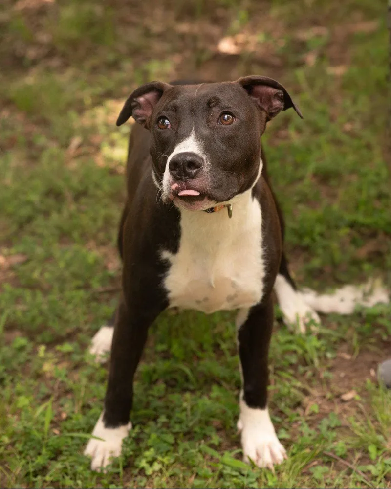 A baby medium-sized male Terrier dog named Henry for adoption in Southaven, MS