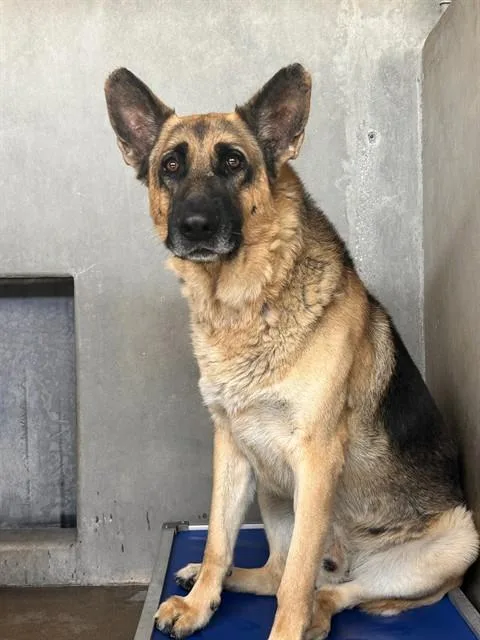 An adult large-sized male German Shepherd Dog dog named Bear for adoption in San Bernardino, CA
