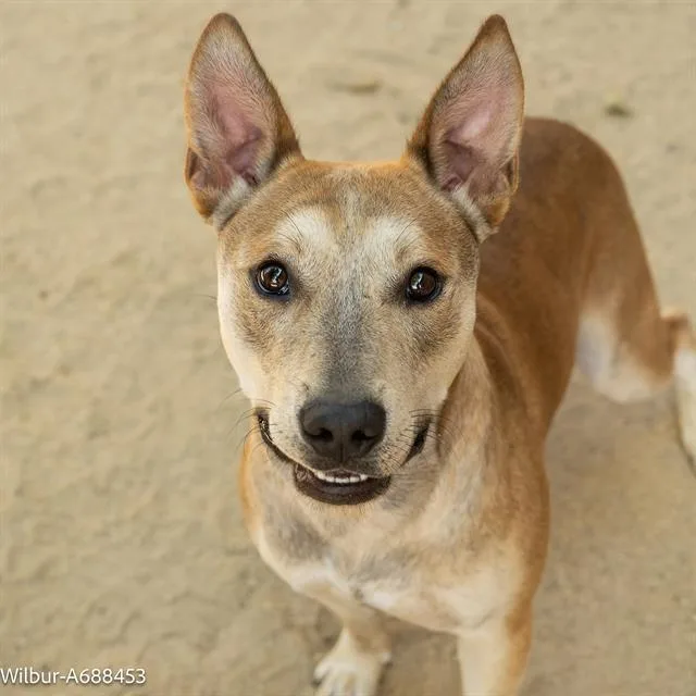 An adult medium-sized male Pit Bull Terrier dog named Wilbur for adoption in Sacramento, CA