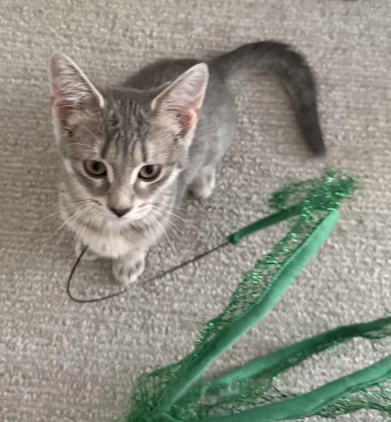 A baby small-sized female Gray & White Domestic Short Hair cat named Flapjack for adoption in Plymouth, MN