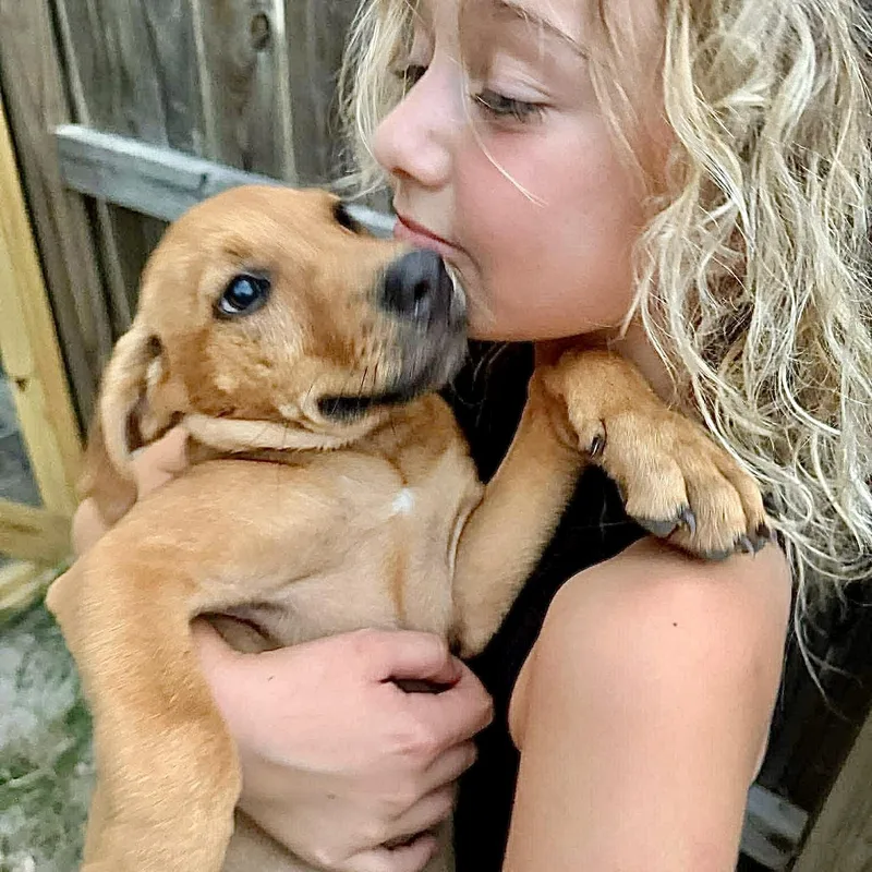 A baby medium-sized female Yellow / Tan / Blond / Fawn Labrador Retriever dog named Miso for adoption in Austin, TX