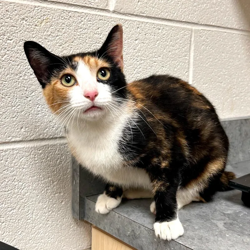 A young medium-sized female Domestic Short Hair cat named Lucy for adoption in Greeneville, TN