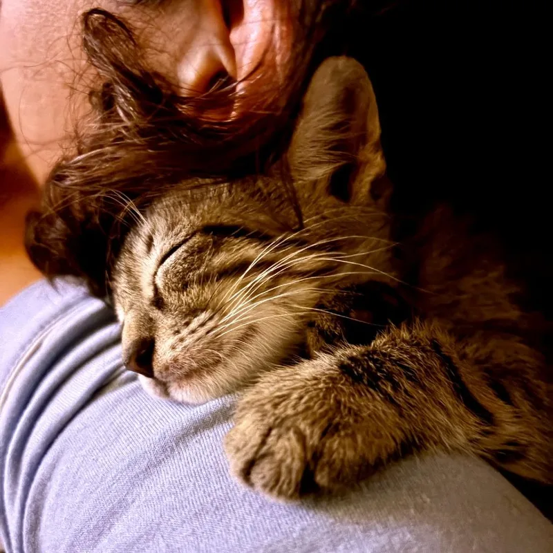 A baby small-sized male Brown / Chocolate Domestic Short Hair cat named Egypt's Ruler for adoption in Austin, TX