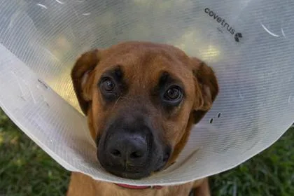 An adult large-sized male Hound dog named Minsue for adoption in Kansas City, MO