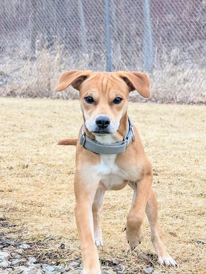 A young small-sized female Brown / Chocolate Chihuahua dog named Sadie for adoption in Waupun, WI