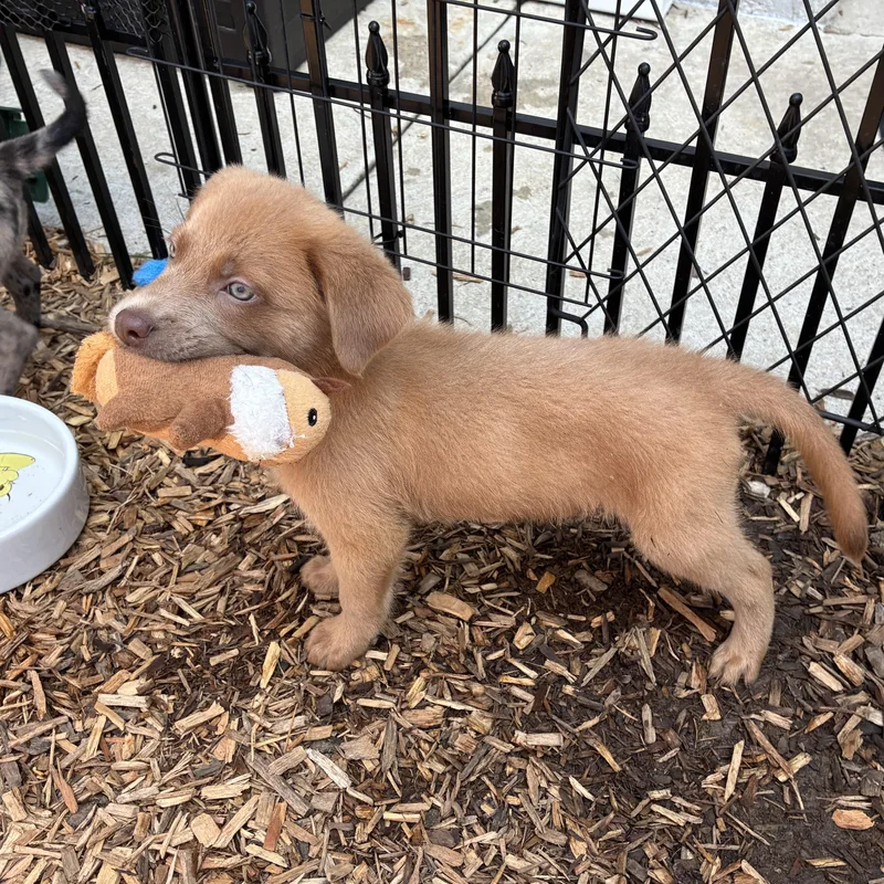 A baby medium-sized male Golden Labrador Retriever dog named Caramel for adoption in Abington, PA
