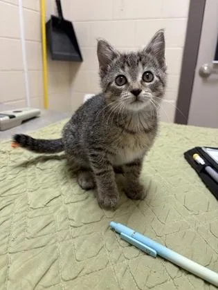 A baby small-sized female Domestic Short Hair cat named Cameron for adoption in Westland, MI