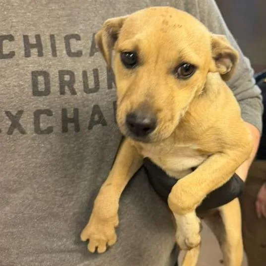 A young small-sized female Yellow / Tan / Blond / Fawn Mixed Breed dog named Estonia for adoption in Gadsden, AL