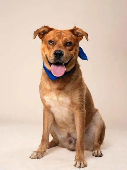 An adult large-sized male Terrier dog named Stamper for adoption in Atlanta, GA
