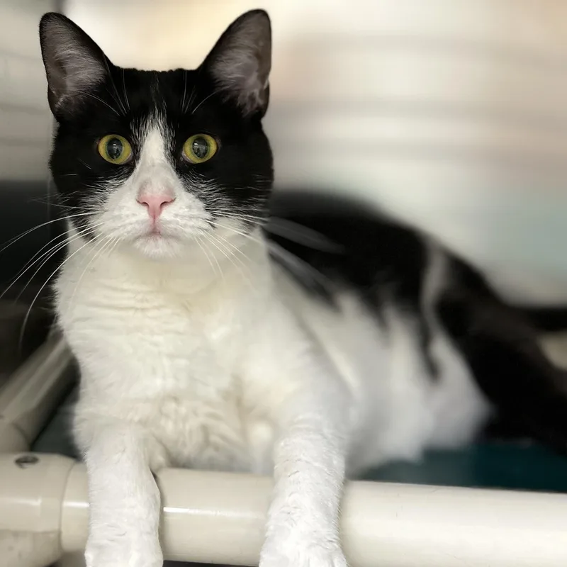 A young medium-sized female Black & White / Tuxedo Domestic Short Hair cat named Lucy for adoption in St. Augustine, FL