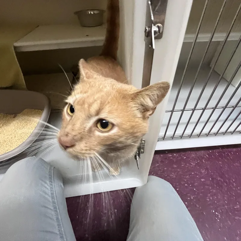 Orange Theory thumbnail 6