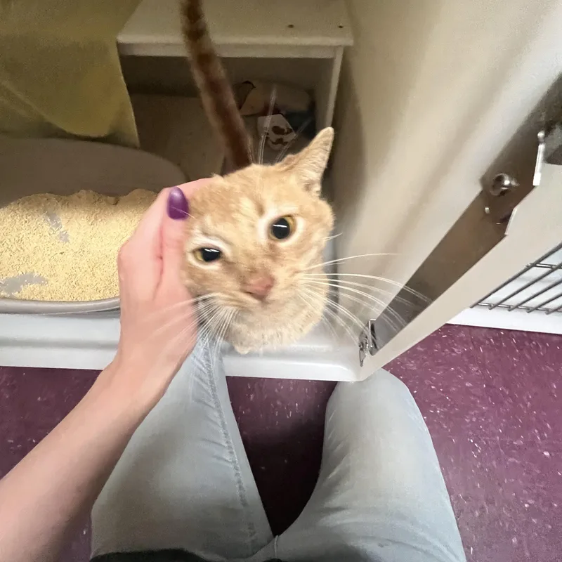 An adult medium-sized male Buff / Tan / Fawn Domestic Short Hair cat named Orange Theory for adoption in Salisbury, MA