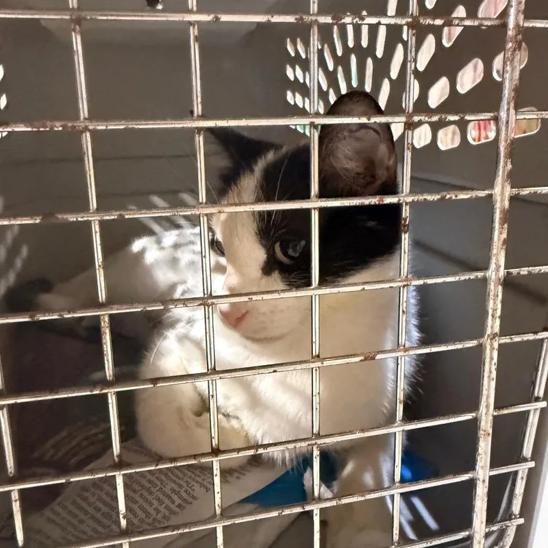 A young medium-sized female Calico Domestic Short Hair cat named Daisy for adoption in Garfield, AR