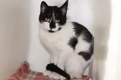 An adult small-sized female Domestic Short Hair cat named Kim Fka Mom for adoption in West Chester, PA