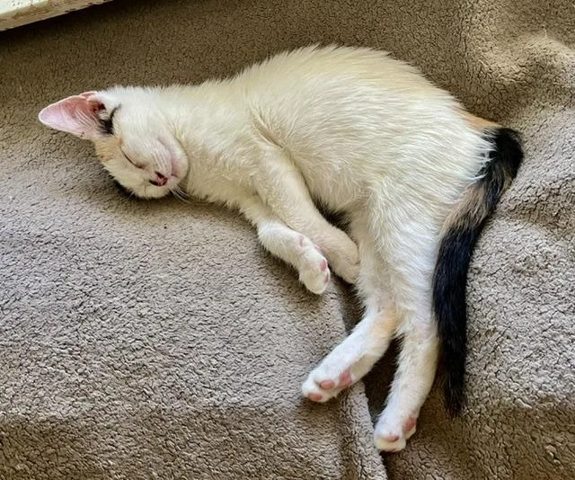 A baby medium-sized female Calico cat named Annelise for adoption in Los Angeles, CA