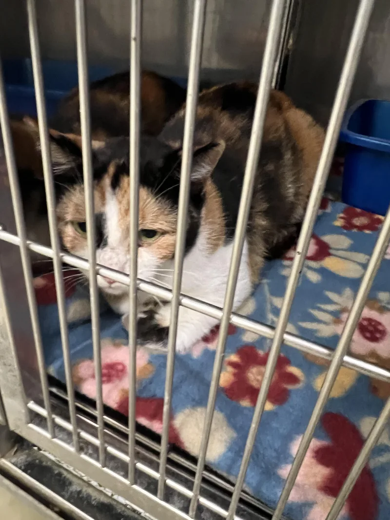 A young medium-sized female Calico cat named Boots for adoption in Sparta, NC