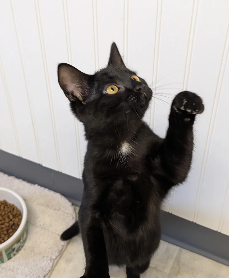 A baby small-sized female Black Domestic Short Hair cat named Onyx for adoption in Brockport, NY
