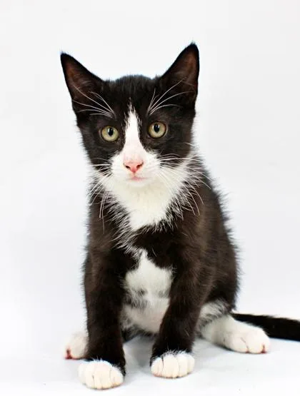 A baby small-sized male Domestic Short Hair cat named Squid for adoption in Morton Grove, IL