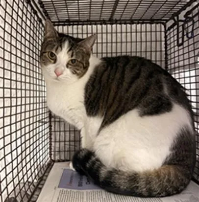 A young medium-sized female Domestic Short Hair cat named Lola for adoption in Fort Lauderdale, FL