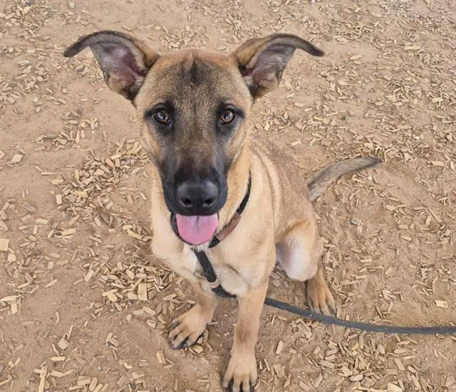A young medium-sized male German Shepherd Dog dog named Major for adoption in Albuquerque, NM