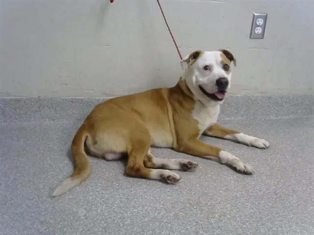 A young medium-sized male Pit Bull Terrier dog named A for adoption in Pasadena, TX