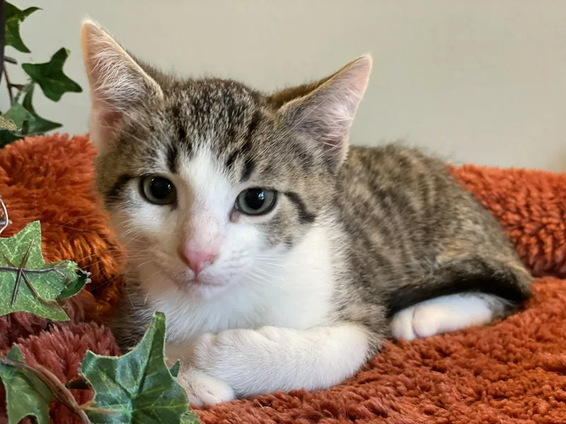 A baby medium-sized male White Tabby cat named Bob for adoption in Taylor, MI