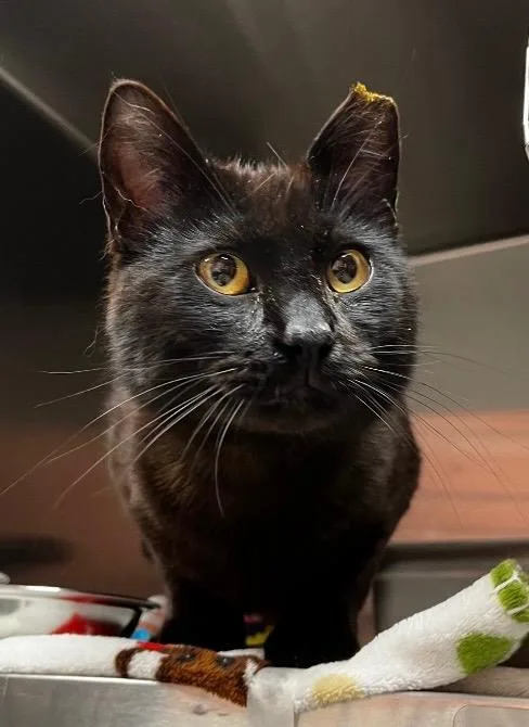 A young medium-sized male Domestic Short Hair cat named Lychee for adoption in Logan, UT
