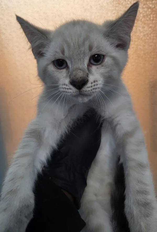 A baby small-sized female Siamese cat named If for adoption in Lawrenceville, GA