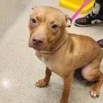 A young medium-sized female White / Cream American Staffordshire Terrier dog named Blossom for adoption in Manassas, VA