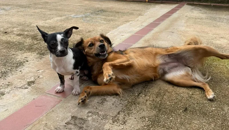 Martie  The Mini thumbnail 5