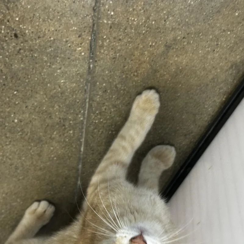 A young medium-sized male Orange & White Domestic Short Hair cat named Melon for adoption in Homewood, IL
