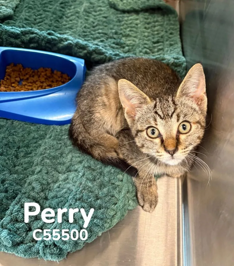 Perry