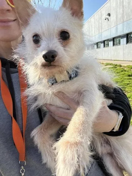 An adult small-sized male Terrier dog named Stick for adoption in Morganville, NJ