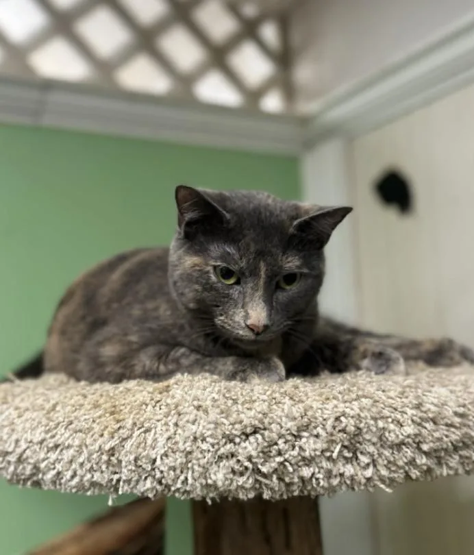 A young medium-sized female Tortoiseshell Domestic Short Hair cat named Edie for adoption in Chicago, IL