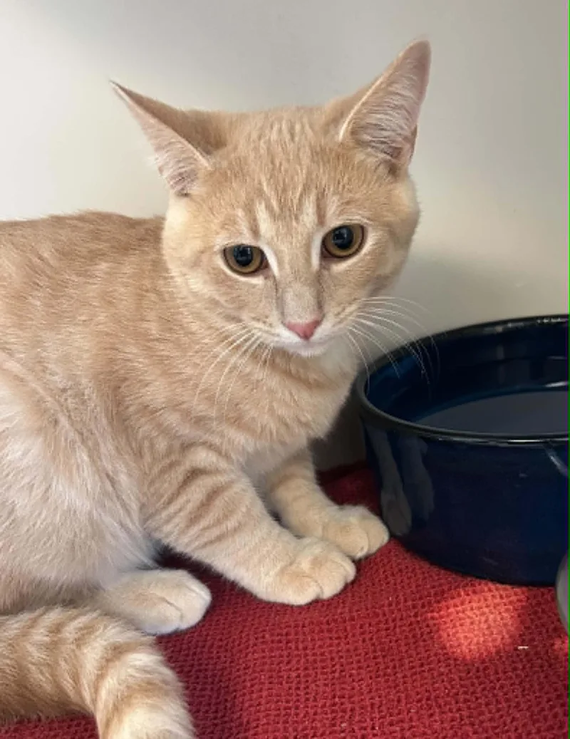 A baby medium-sized male Domestic Short Hair cat named Sparky for adoption in Elizabethtown, NY